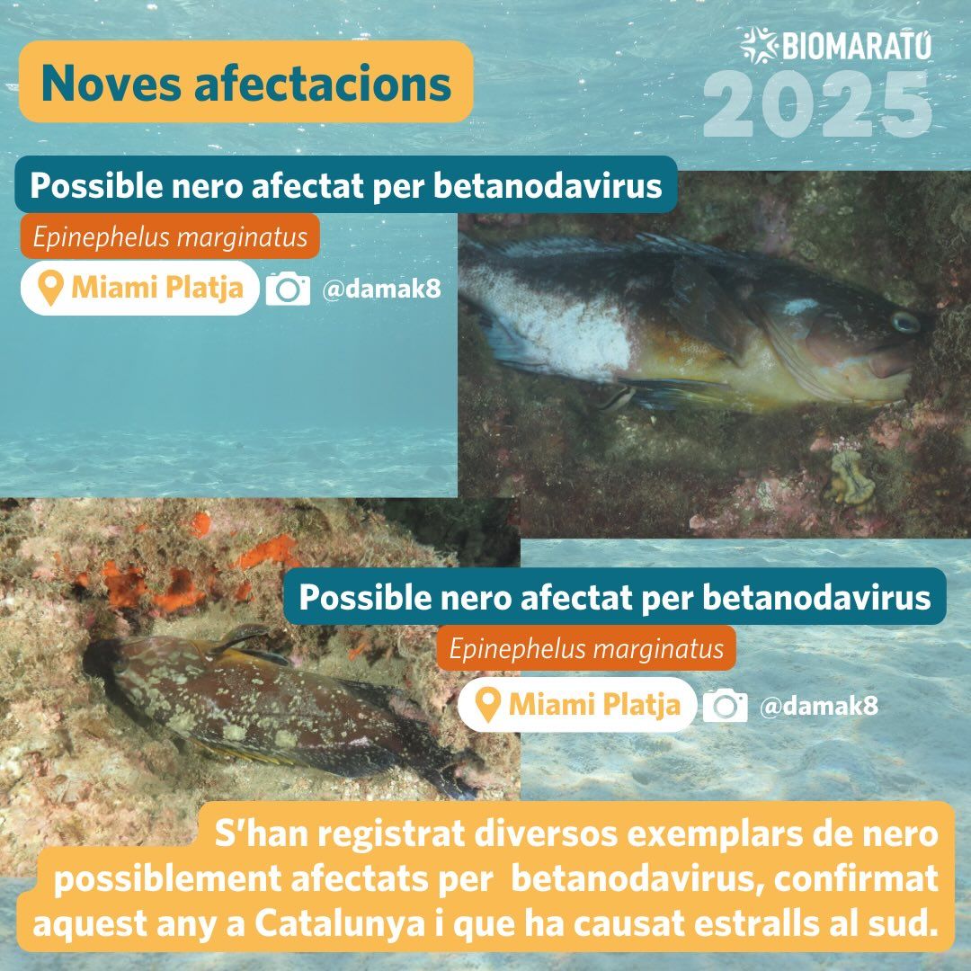 Biomarato09
