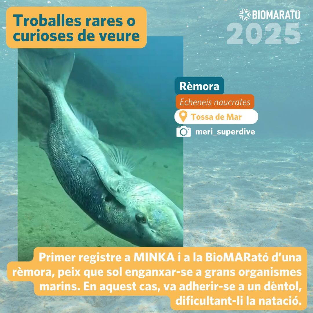 Biomarato11