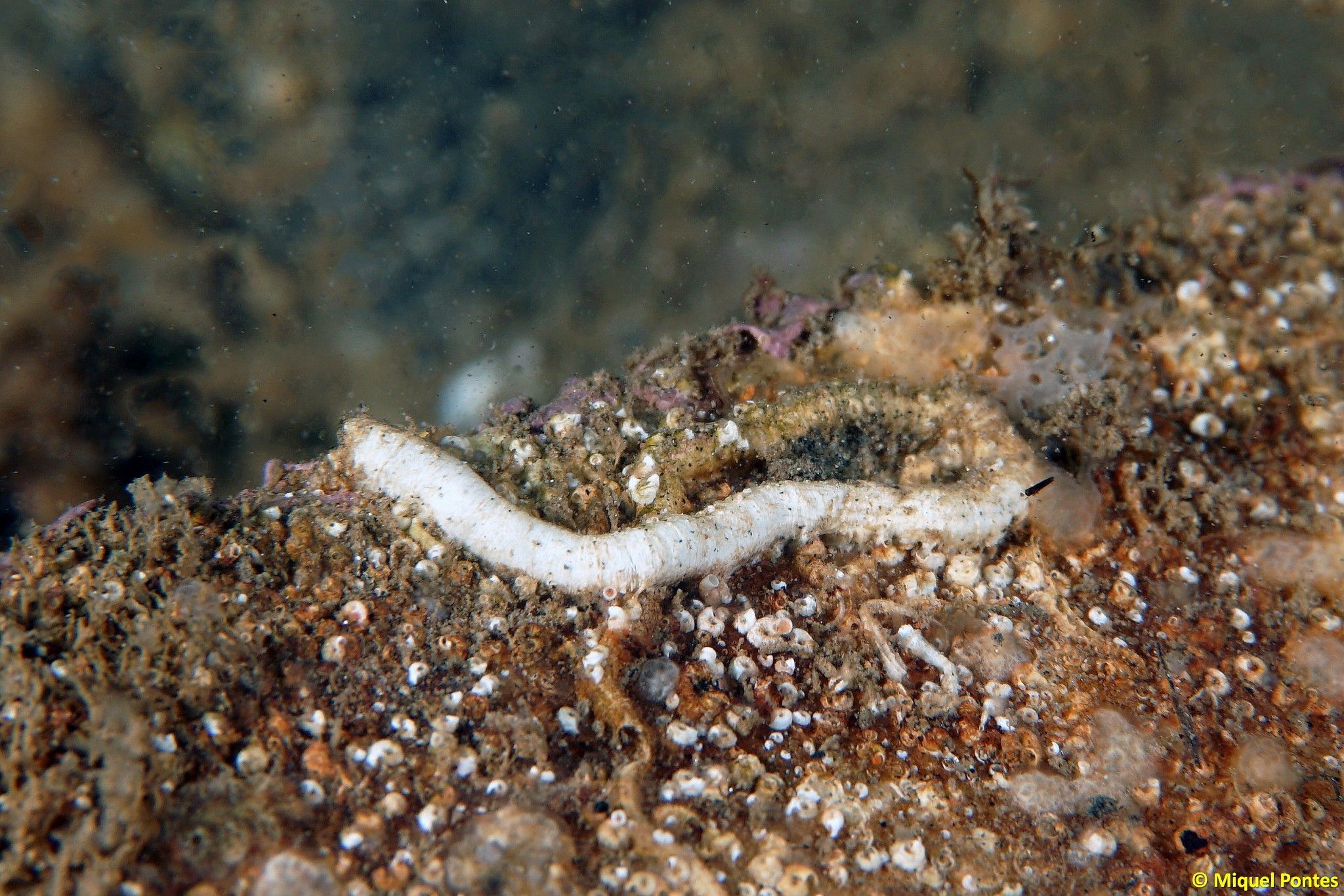 Vermiliopsis infundibulum por Miquel Pontes