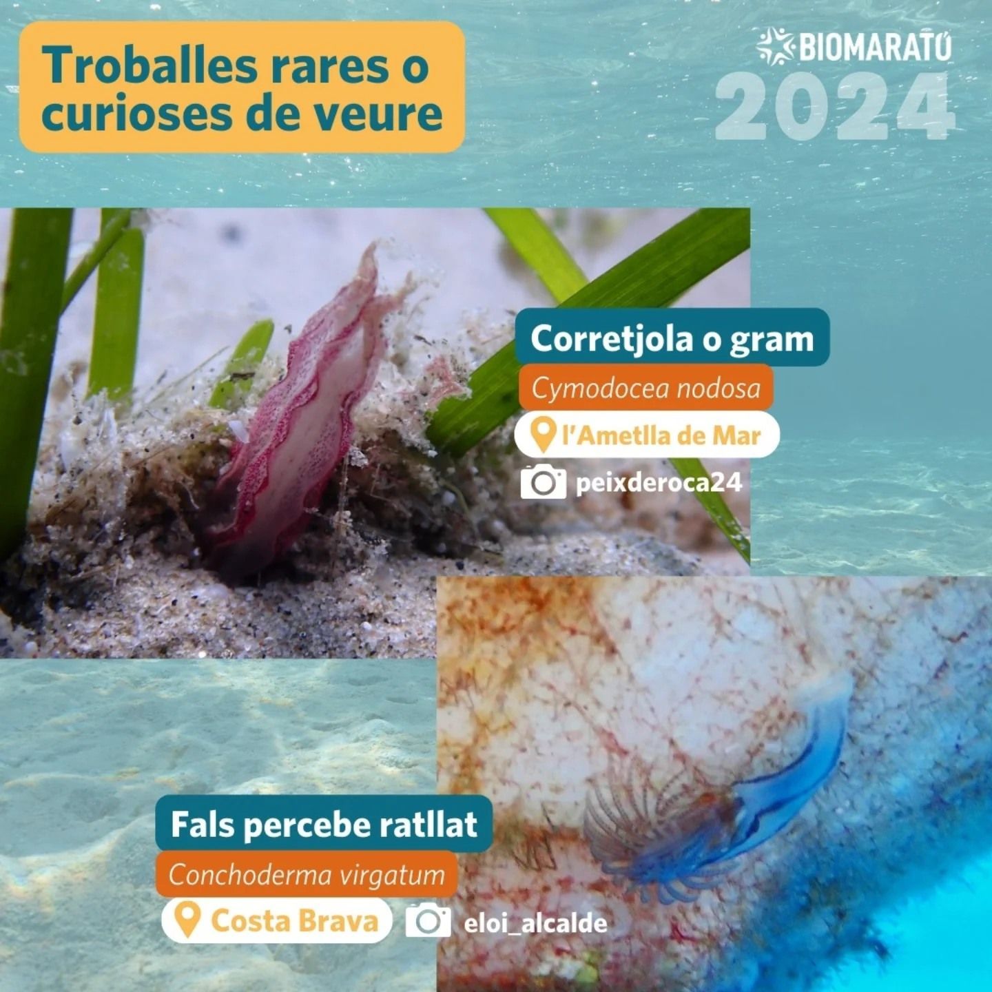 Curiosidades