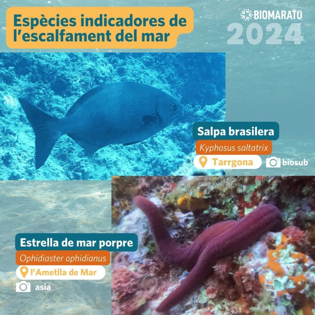 Especies termófilas