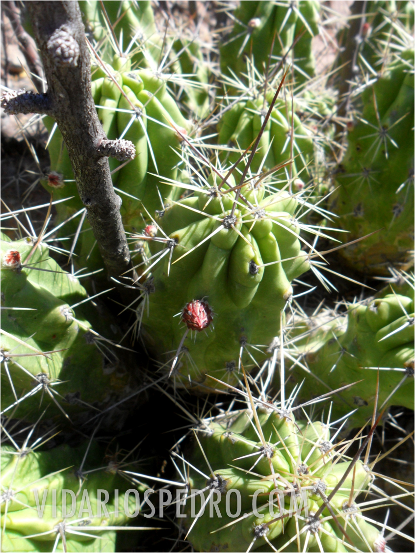 Clasificación pendiente