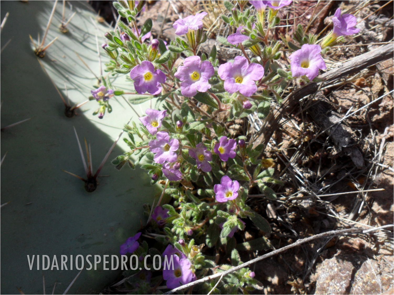 Tapete morado del desierto (Nama demissum)