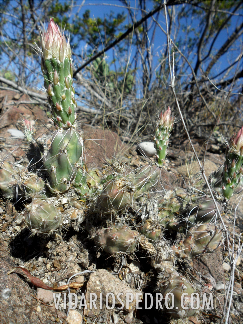 Clasificación pendiente