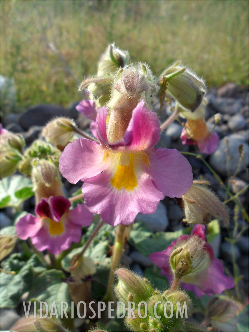 Cuernitos (Proboscidea louisianica)