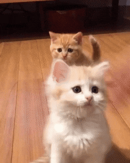 Happy Cats Videosgifs Net