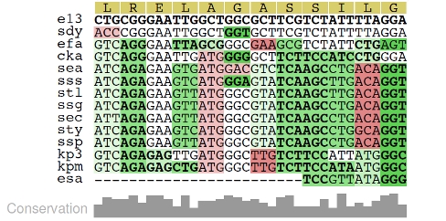 Rnacode Web - Best Nature Designs in Full HD