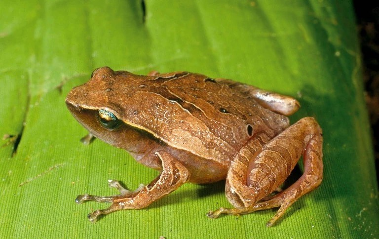 Berita terbaru, polres bali masih menelusuri keberadaan model rusia. Plethodontohyla mihanika | Animal Database | Fandom