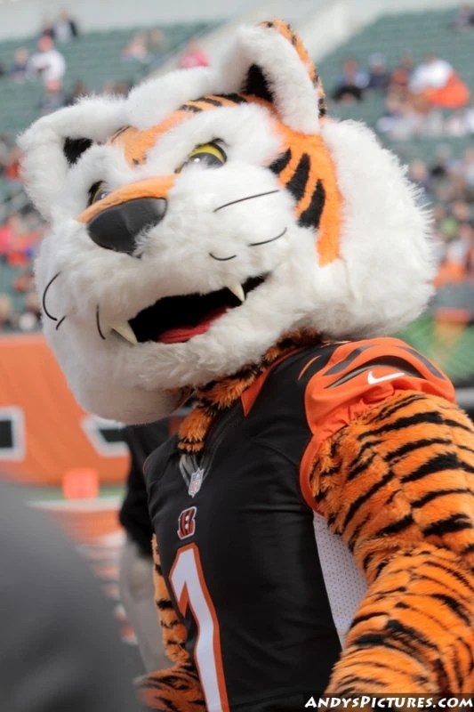 View all partners follow the broncos. Who Dey (Cincinnati Bengals) | SportsMascots Wikia | Fandom