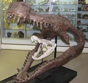 The skull material, and fossils suggest that this monster bit down with an estimated force similar to that of … Deinosuchus | Dinopedia | FANDOM powered by Wikia