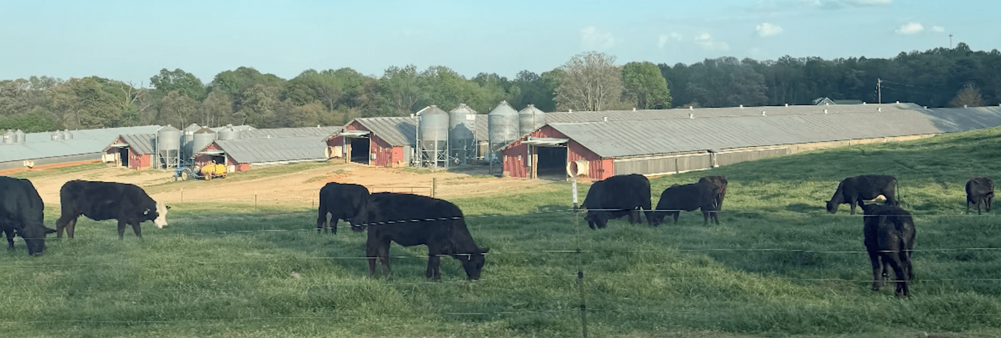 A herd of black cattle grazes in a green pasture in the foreground of a farm. Behind the pasture are several long red poultry houses and multiple metal grain silos, with trees lining the horizon under a clear blue sky.