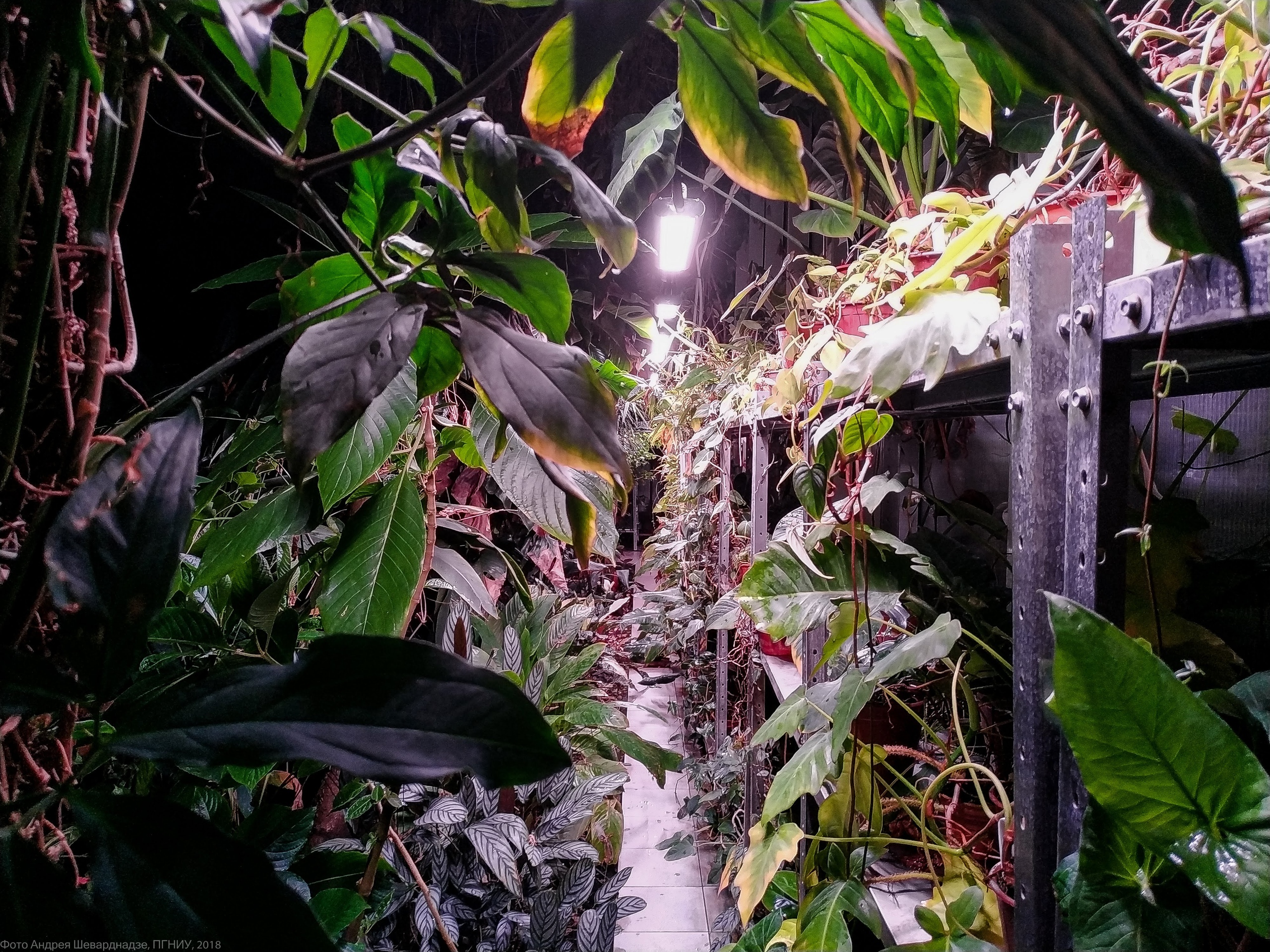 Средняя продолжительность экскурсии 50 мин., для групп детских садов и младших школьников экскурсия может быть сокращена ввиду быстрой утомляемости детей. V Botanicheskom Sadu Permi Vozobnovlyayutsya Ekskursii Nochnye Tropiki Novosti Permi Moj Gorod Perm Novosti Permi