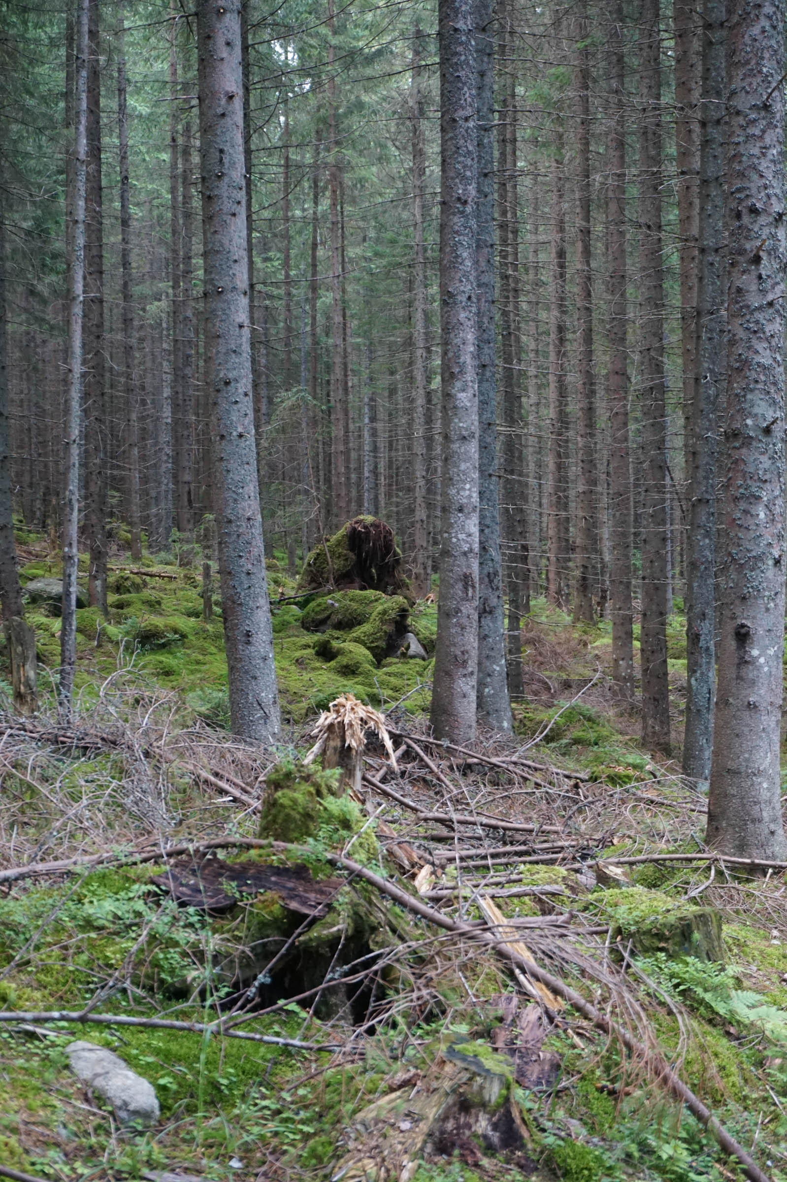 Lány az erdőben, Tátra