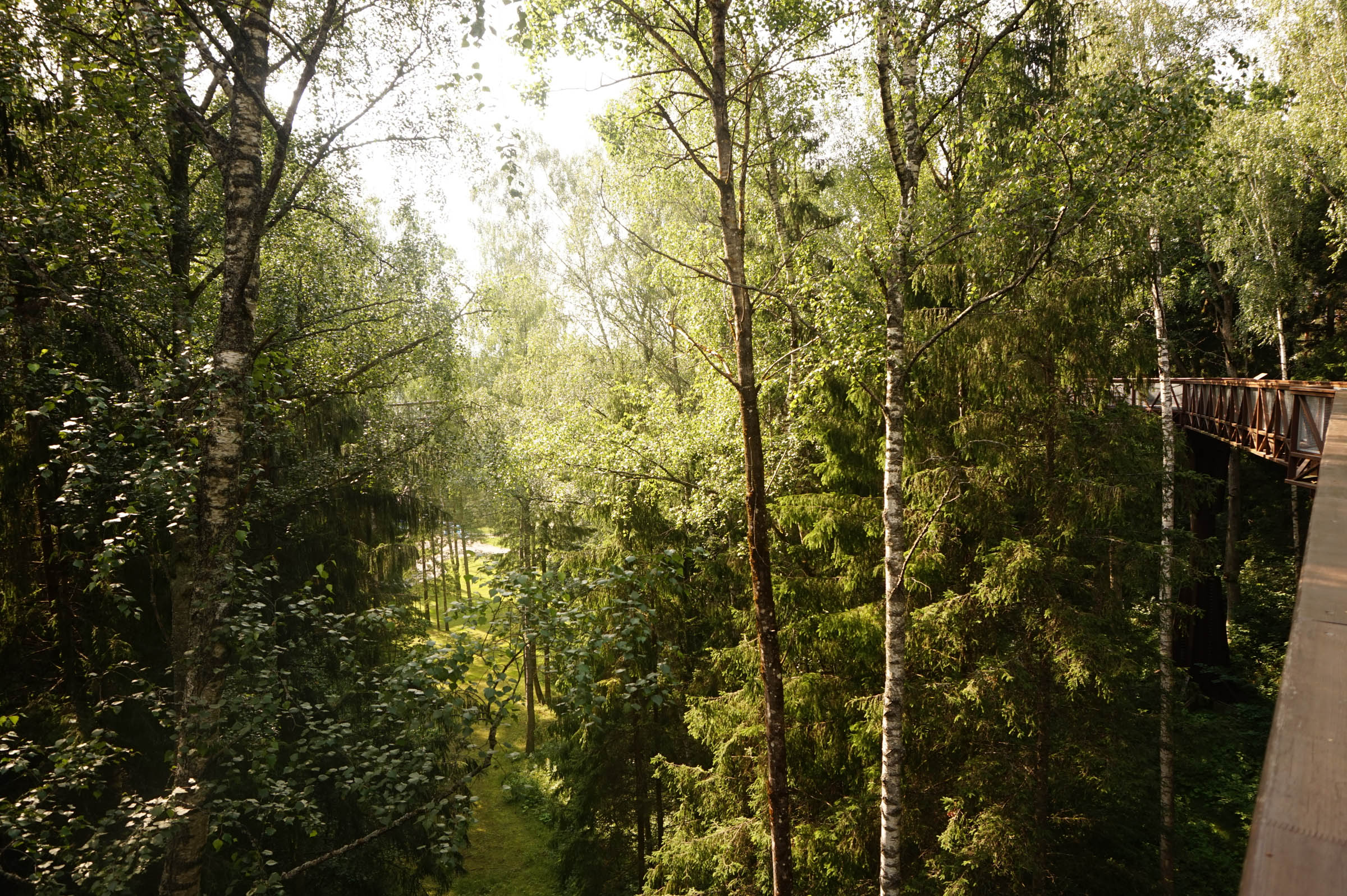 The treetop walking path, Anyksciai, Litvánia