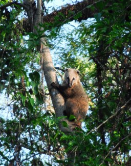 Villamonte-Coati-small
