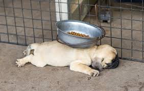 Boulogne Billancourt Natation Masters Le Groupe Sa Vie Ses Competitions Ses Resultats