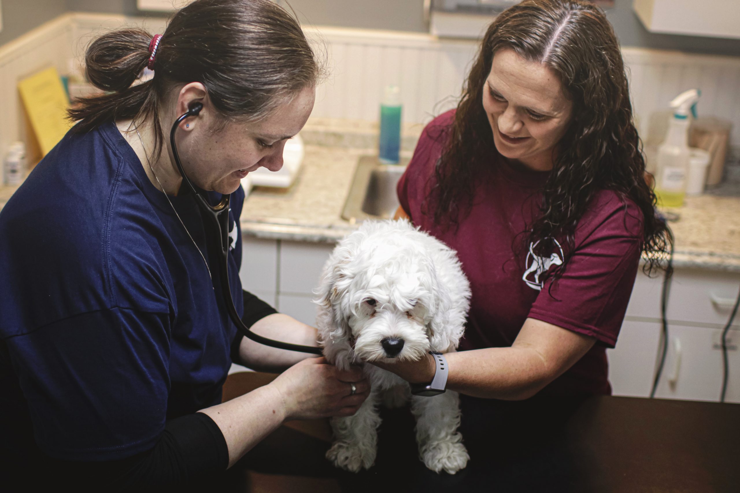 Can i use carecredit for dog boarding