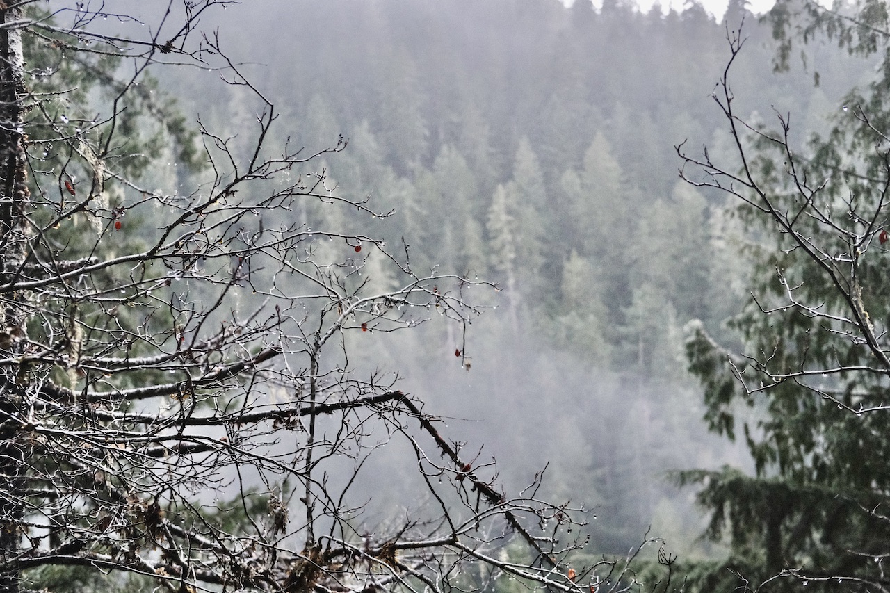 Olympic National Park Storm King Hike