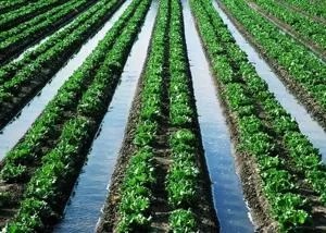 A field with parallel rows of green plants 