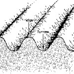 Furrow irrigation method