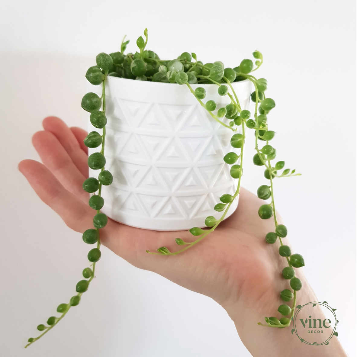 Vine Decor White SOP