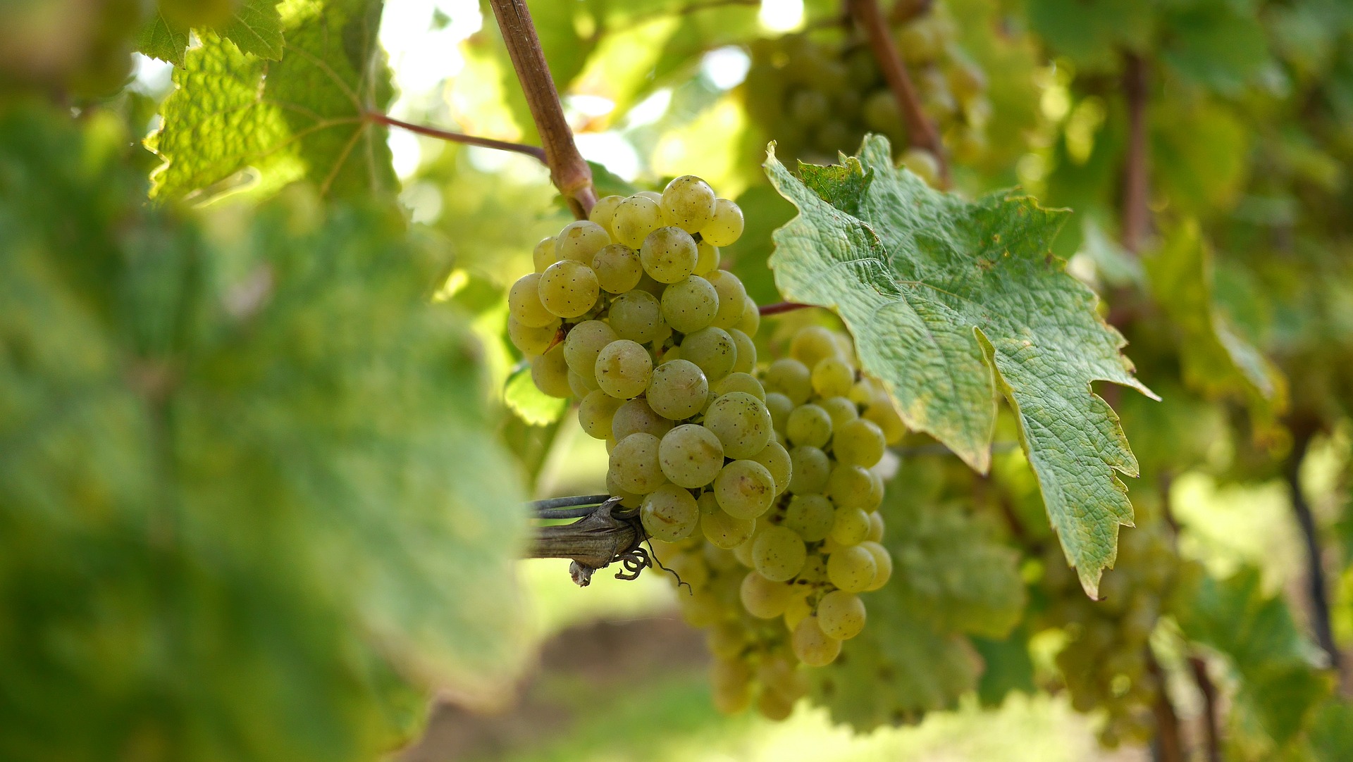 Vinhos da variedade Riesling – degustação