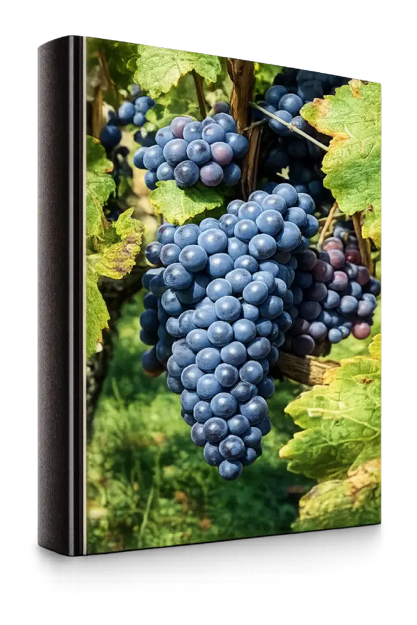 Racimos de Barbera
