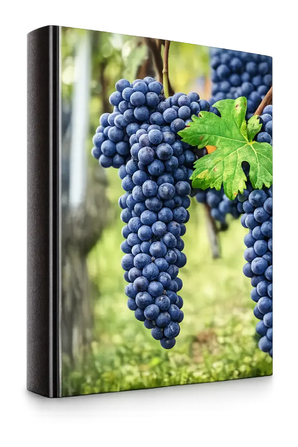 Racimos de Nebbiolo