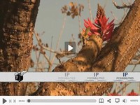 some beautiful scenary at IP Possiblities. Check out this overview video