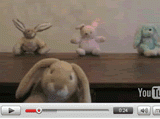 Click here to watch the video for the cool Jack Rabbit song!