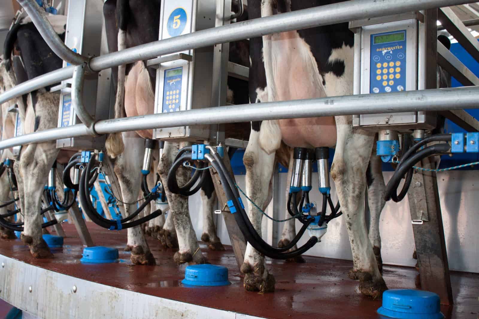 Automatizarea Colectarii Laptelui