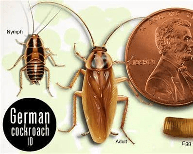 Cockroach diagram for size | Valley Inspections and Pests in the Rogue Valley, Oregon