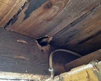 Rat Damage in the Rogue Valley, Oregon | Valley Inspections & Pests