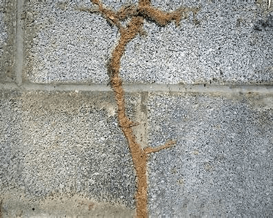 Termite Colony in the Rogue Valley | Valley Inspections & Pests