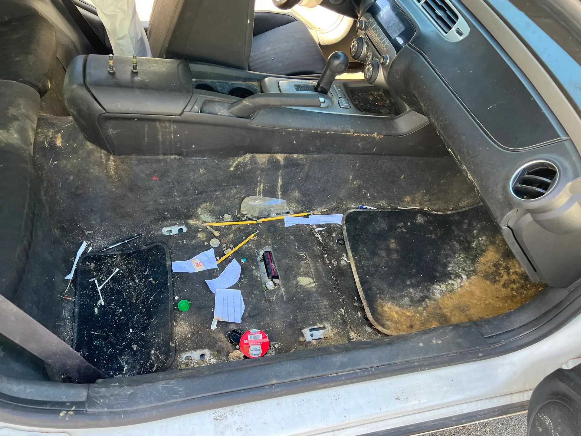 mold growing inside the car