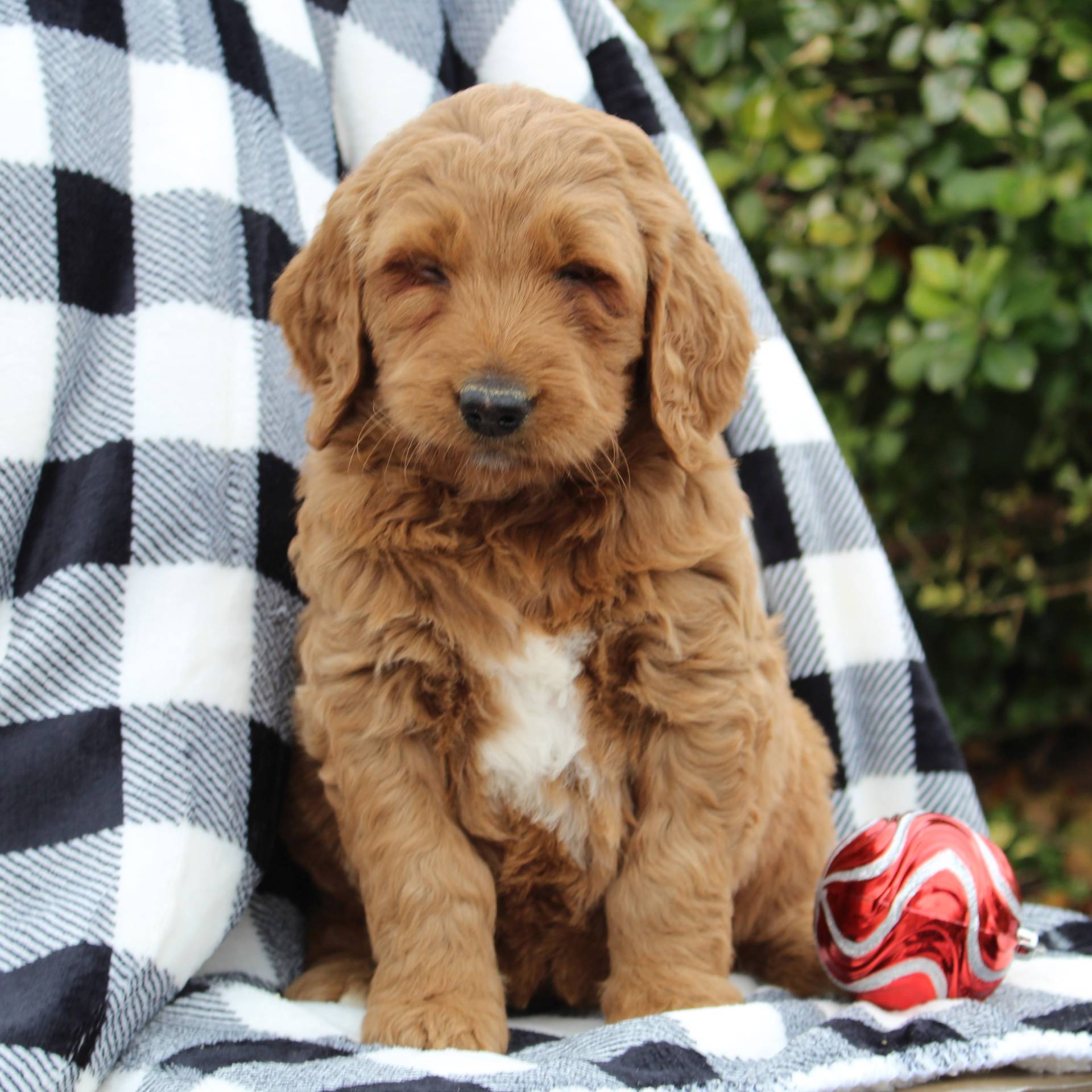 Puppy pic in header is of a puppy of the previous, first, litter. Geneva F1 Standard Goldendoodle Vip Puppies