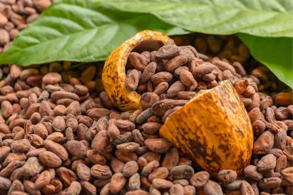 Pela Rota do Cacau: Conhecendo a História do Chocolate Brasileiro