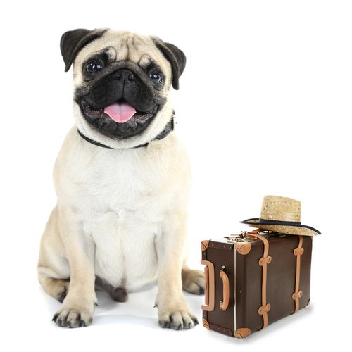 10 Tips For Moving With Pets 10 Tips For Moving With Pets