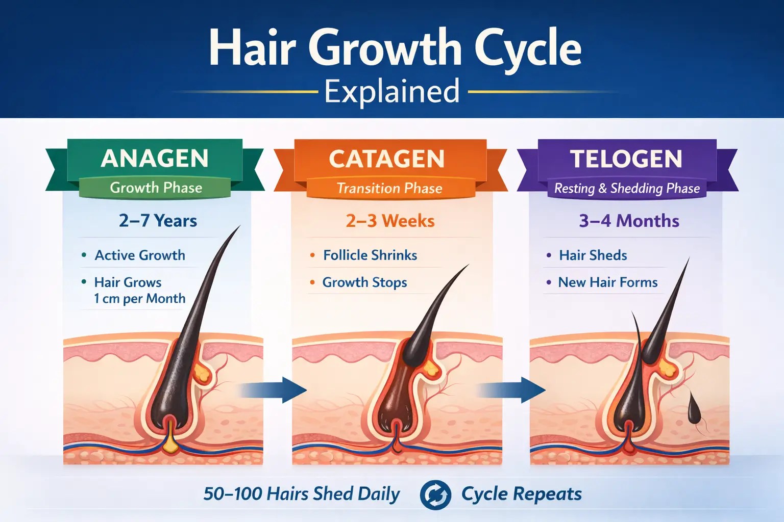 Hair growth cycle explained with anagen catagen and telogen phases