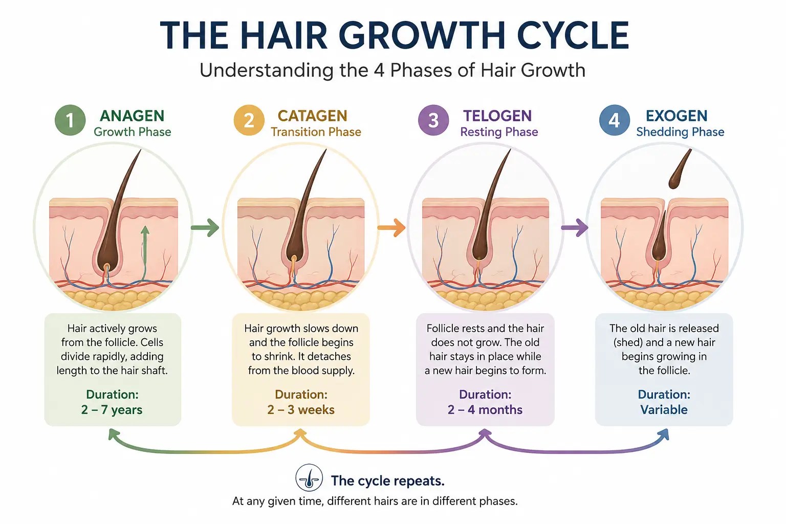 Diagram illustrating the four stages of the human hair growth cycle
