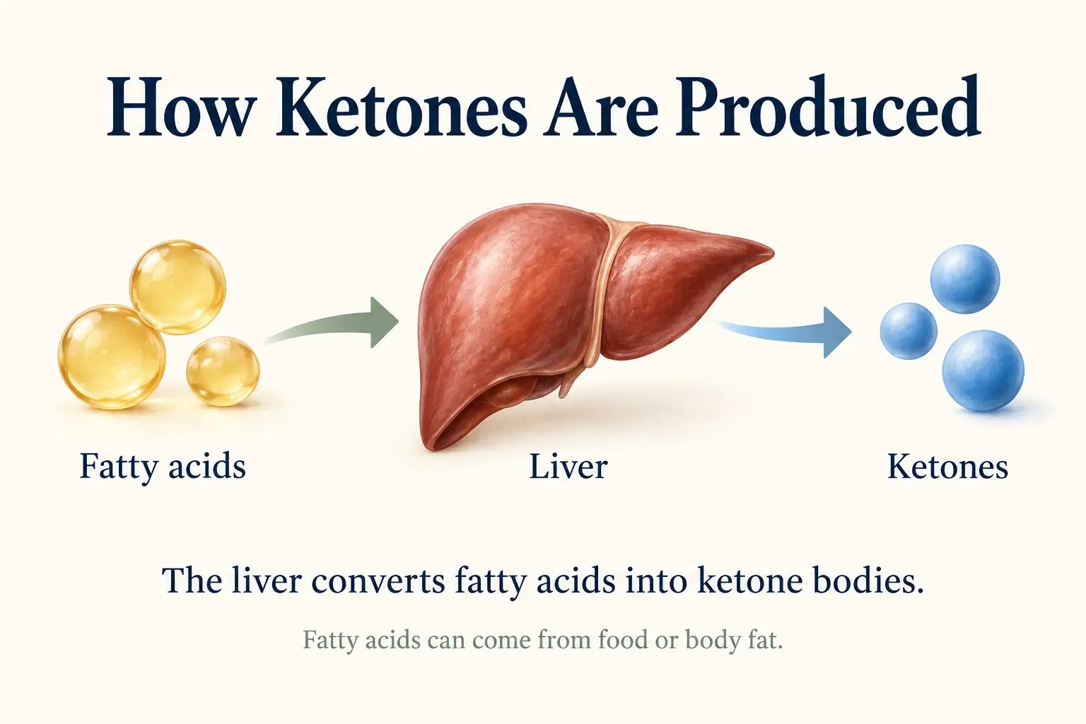 Illustration showing fatty acids entering the liver and ketones leaving it, representing ketone production.