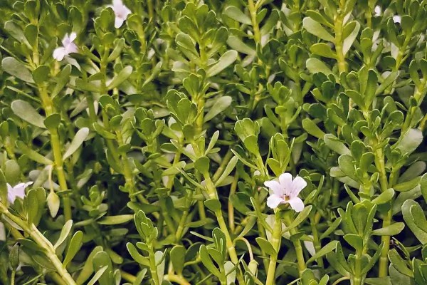 Bacopa monnieri plant with small fleshy green leaves and pale purple flowers.