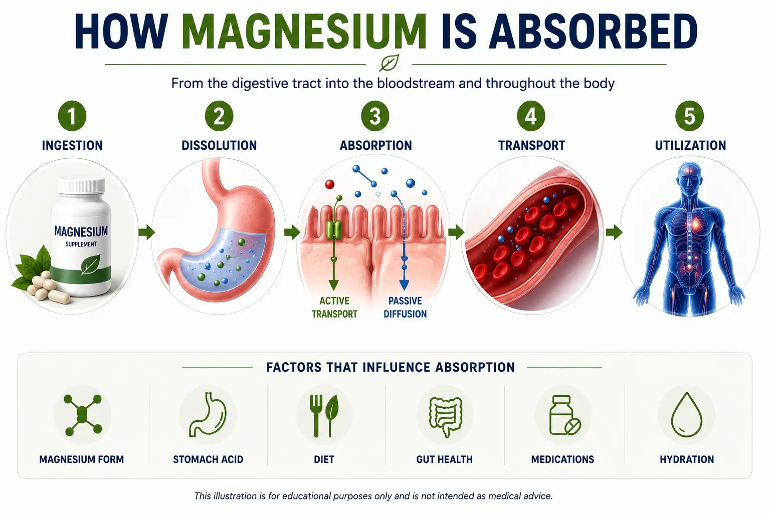 Medical infographic illustrating how magnesium is absorbed, showing the journey from ingestion and digestion to intestinal absorption, bloodstream transport, and cellular utilization, along with the main factors that influence magnesium bioavailability