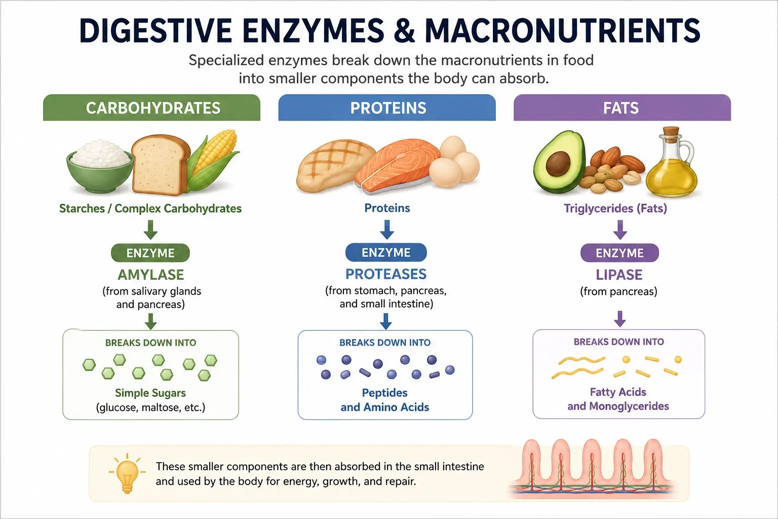 Digestive enzymes breaking carbohydrates, proteins, and fats into smaller absorbable components