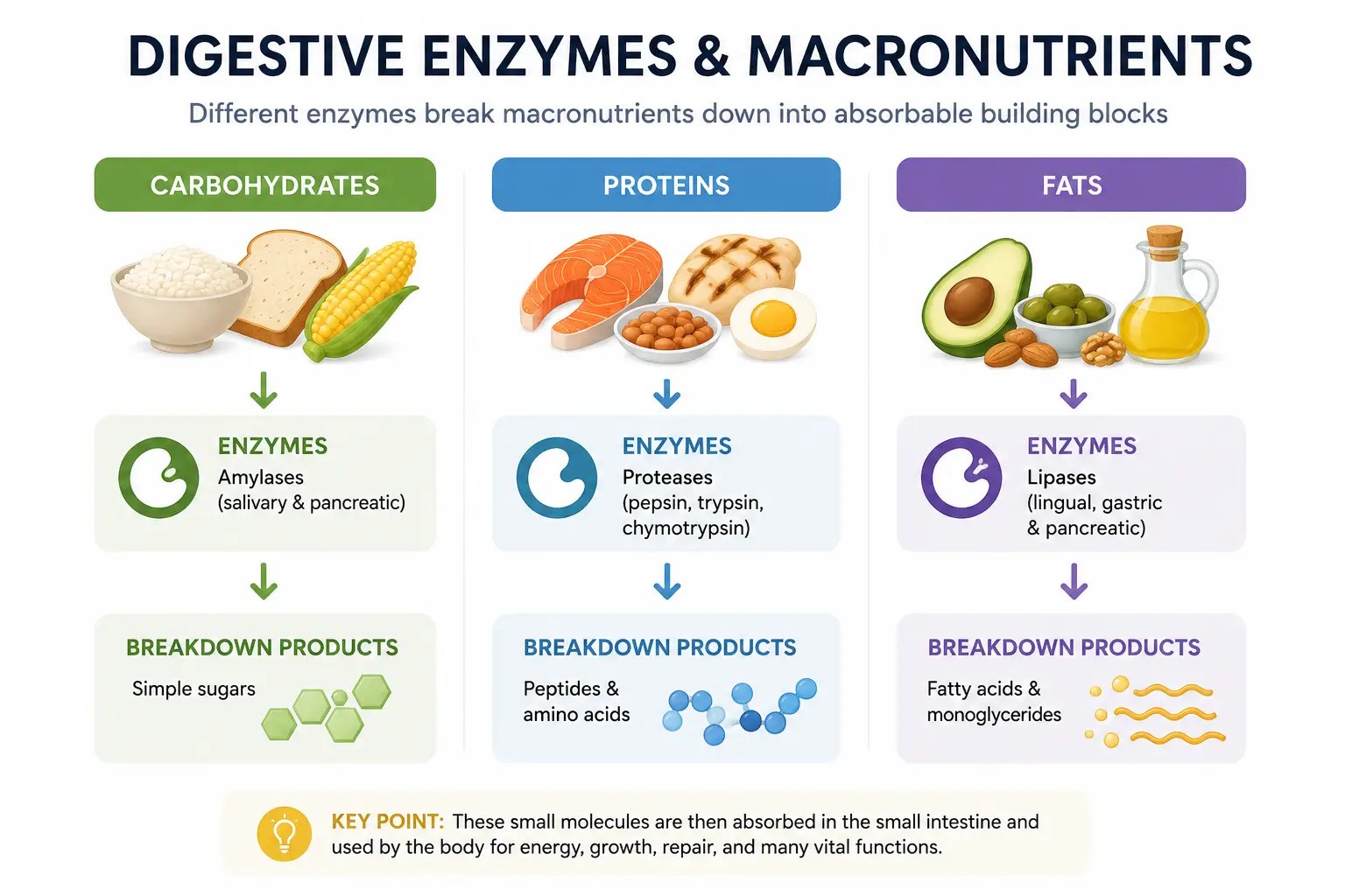 Digestive enzyme infographic showing how carbohydrates, proteins, and fats are broken down during digestion