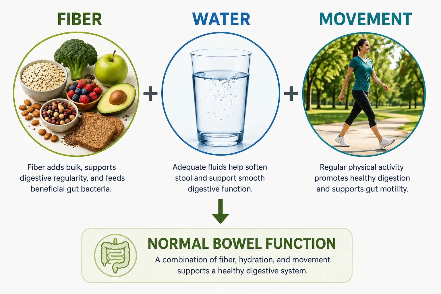 Infographic illustrating the relationship between dietary fiber, adequate hydration, movement, and normal bowel function