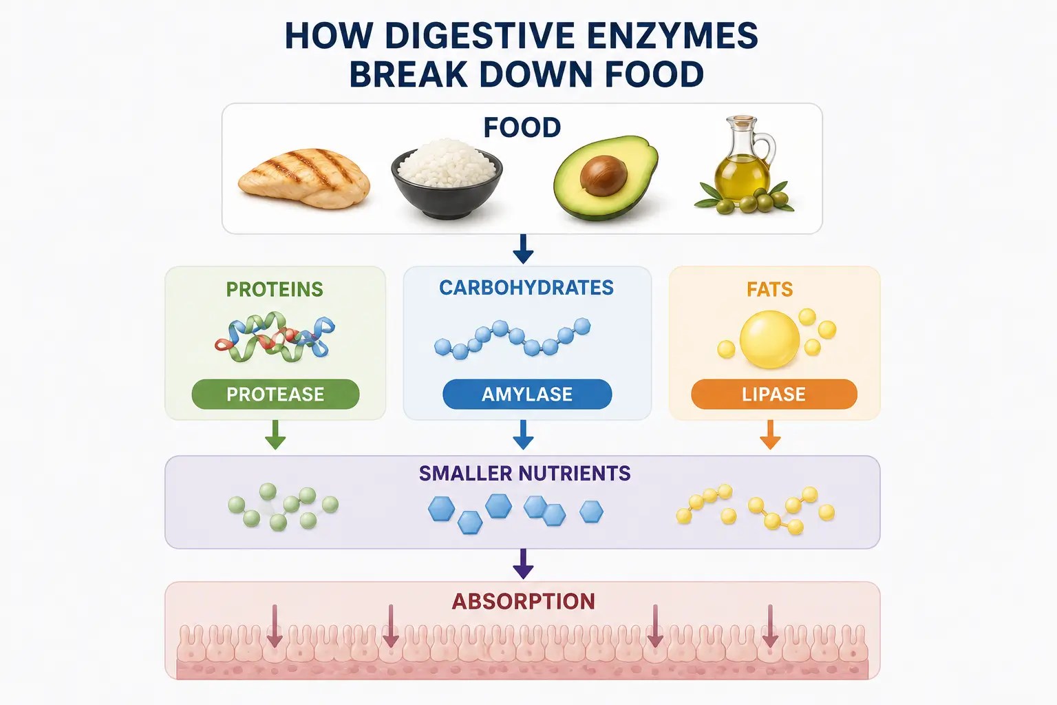 Clean infographic illustrating how digestive enzymes break down proteins, carbohydrates, and fats into smaller nutrients that can be absorbed through the small intestine during the digestive process