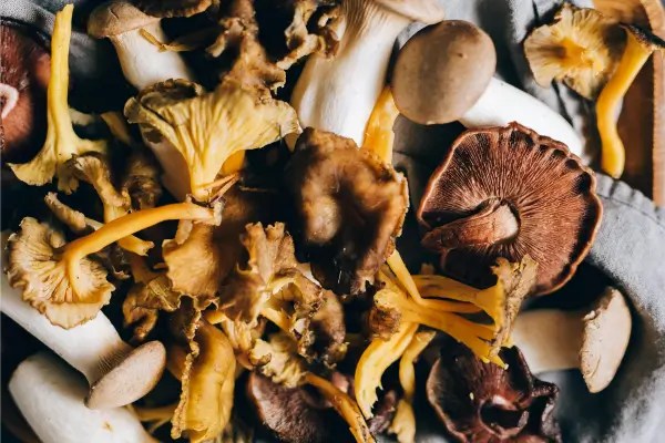 Assortment of edible and functional mushrooms illustrating the diversity of mushroom species explored in nutrition, traditional practices, and modern wellness research