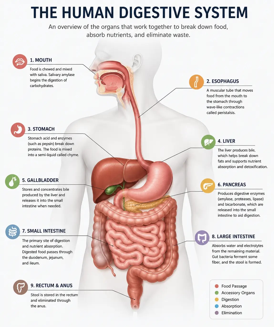 Human digestive system showing the mouth, esophagus, stomach, liver, pancreas, small intestine, and large intestine