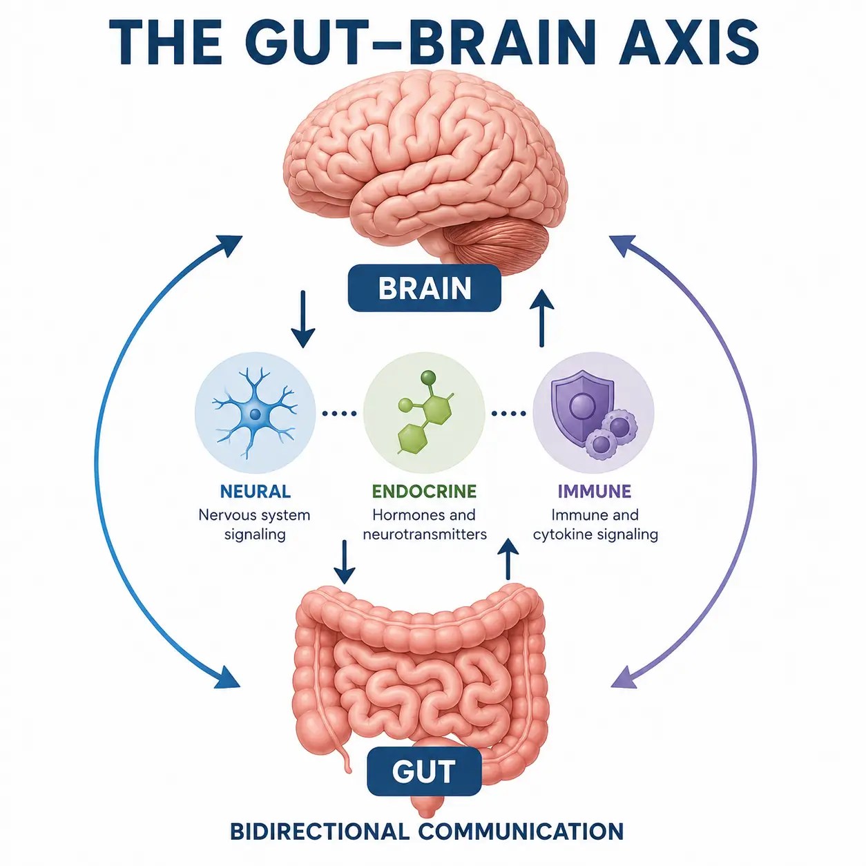 Diagram of the gut-brain axis showing bidirectional communication between the brain and digestive system